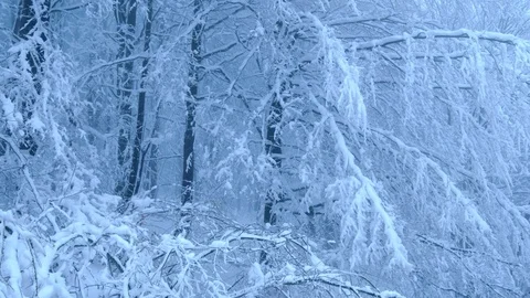 Winter landscape. Stock Footage 86242826