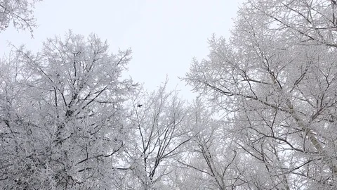 Winter landscape Video stock 100516164