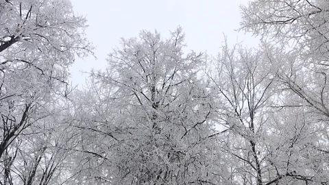 Winter landscape Video stock 100516175