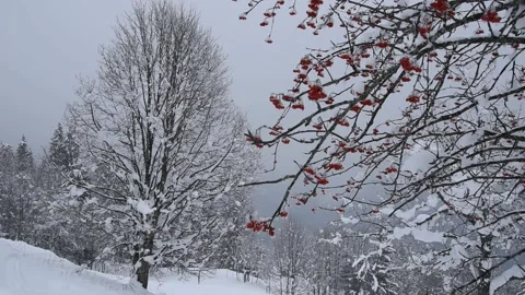 Winter landscape Stock Footage 146309419