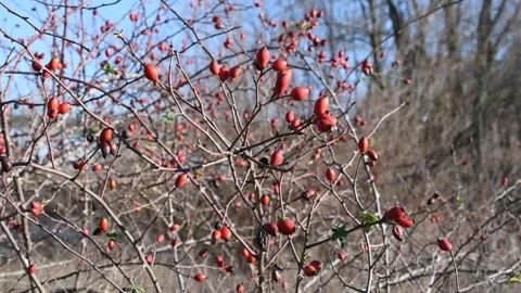 Winter landscape Stock Footage 146343336