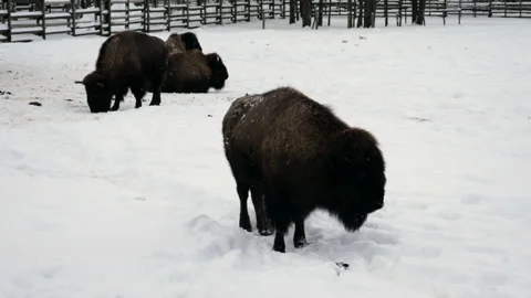 Winter landscape Stock Footage 148871265