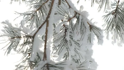 Winter landscape. Stock Footage 168920969