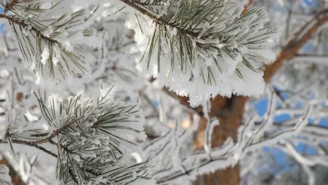 Winter landscape. Vídeo Stock 168920971