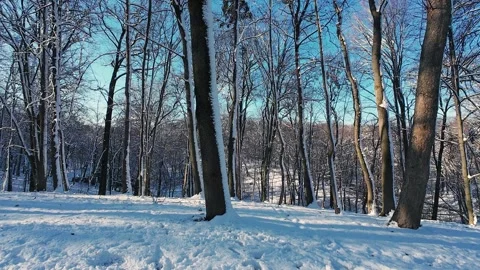 Winter landscape. Video stock 321844212