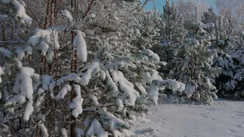 Winter landscape Video stock 333363558