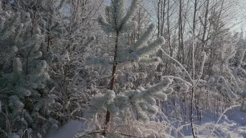 Winter landscape Video stock 333363611