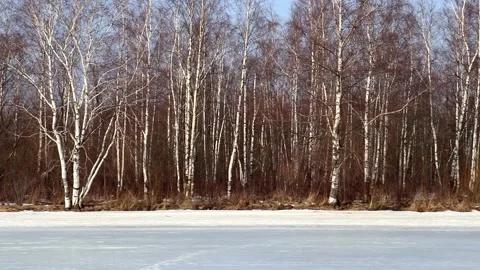 Winter landscape in the forest among the trees Stock Footage 266989497