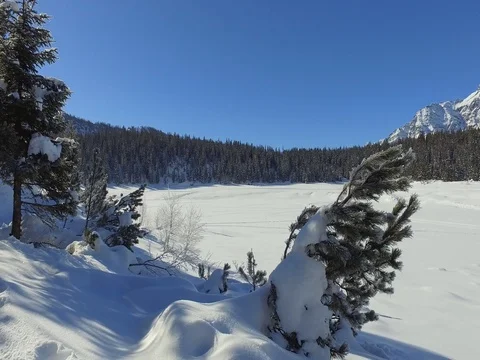 Winter landscape - Forest covered with snow Stock Footage 72785453