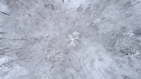 Winter landscape in the forest. Drone spins over interesting white tree Stock Footage 88771002
