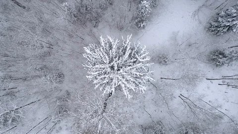 Winter landscape in the forest. Drone spins over beatifull white spruce Stock Footage 88771680