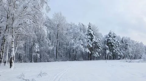 Winter Landscape with Forest Edge Covered with Snow Stock Photos