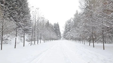 Winter landscape in the forest 스톡 동영상 72504566