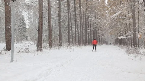 Winter landscape in the forest Stock Footage 72504599