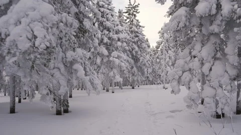Winter landscape in the forest. Video stock 101705216