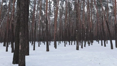 Winter landscape in the forest Stock Footage 146666224