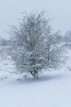Winter landscape in a forest park with trees covered with snow. Stock Photos
