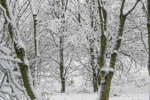 Winter landscape in a forest park with trees covered with snow. Stock Photos