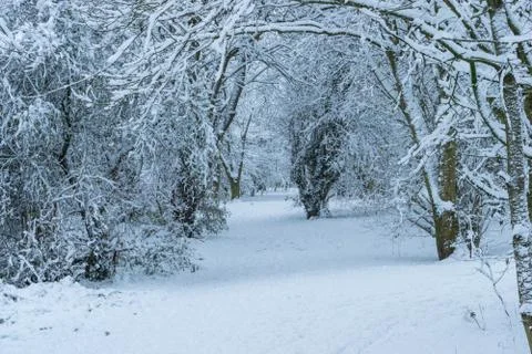 Winter landscape in a forest park with trees covered with snow. Stock Photos