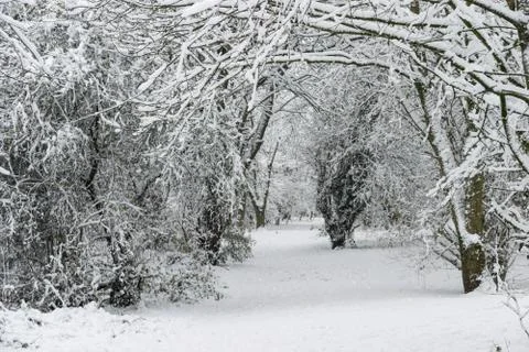 Winter landscape in a forest park with trees covered with snow. Stock Photos