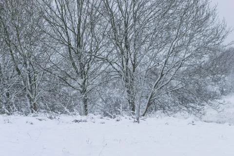 Winter landscape in a forest park with trees covered with snow. Stock Photos