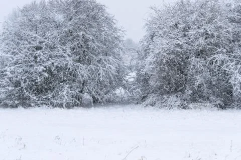 Winter landscape in a forest park with trees covered with snow. Stock Photos