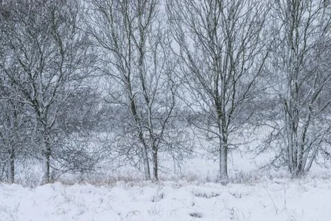 Winter landscape in a forest park with trees covered with snow. Stock Photos