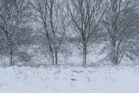 Winter landscape in a forest park with trees covered with snow. Stock Photos