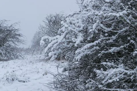 Winter landscape in a forest park with trees covered with snow. Stock Photos