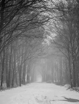Winter landscape, forest path, snow photographed in black and white Stock Photos