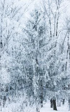 Winter landscape forest Foto stock