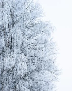 Winter landscape forest Foto stock