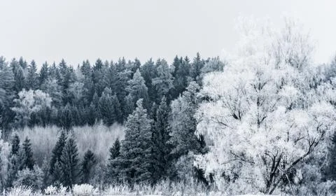 Winter landscape forest Foto stock