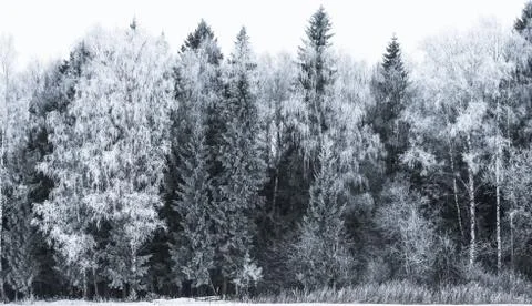Winter landscape forest Foto stock