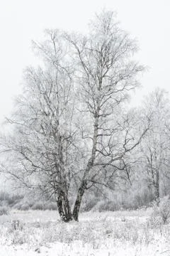 Winter landscape forest Foto stock