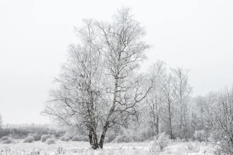 Winter landscape forest Foto stock