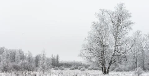 Winter landscape forest Foto stock
