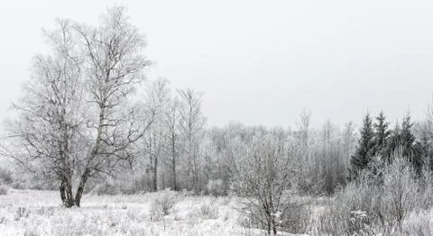 Winter landscape forest Foto stock