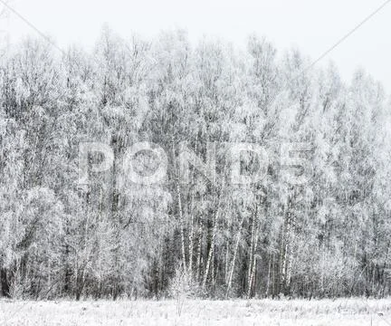 Winter landscape forest Stock Photos