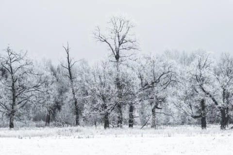Winter landscape forest Foto stock