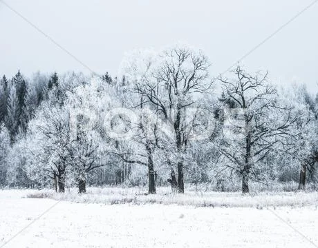 Winter landscape forest Stock Photos