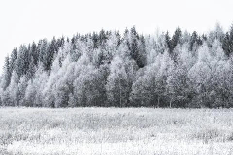 Winter landscape forest Foto stock