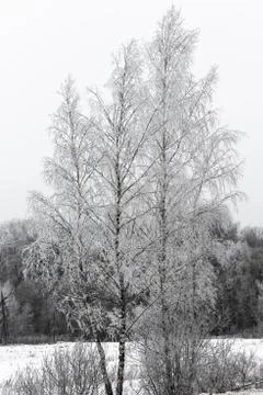 Winter landscape forest Foto stock