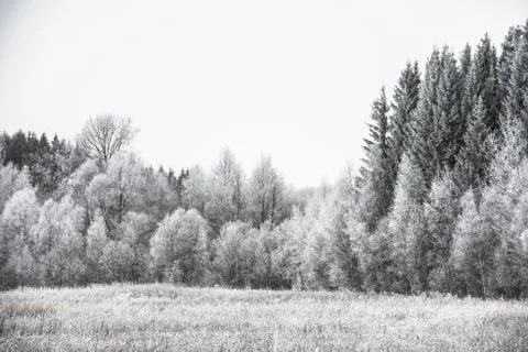 Winter landscape forest Foto stock