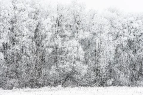 Winter landscape forest Foto stock