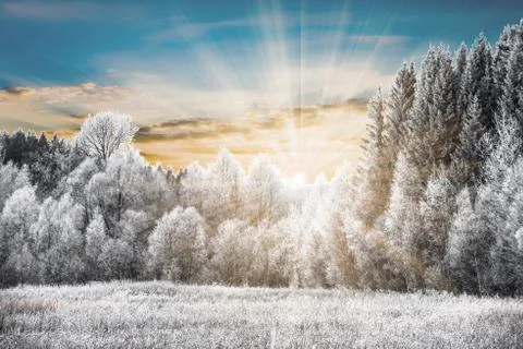 Winter landscape forest Foto stock