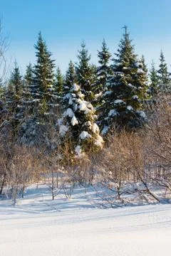 Winter landscape forest Фото