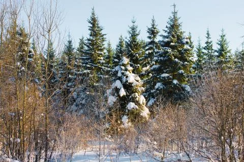 Winter landscape forest Stockfoto's