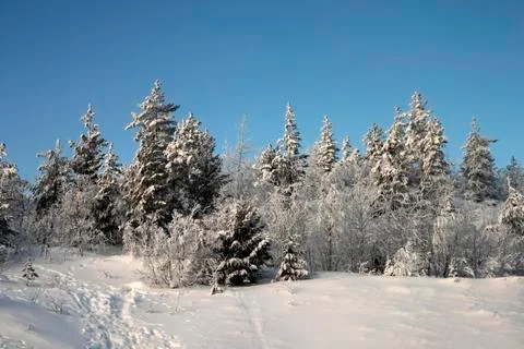 Winter landscape in the forest Stock Photos