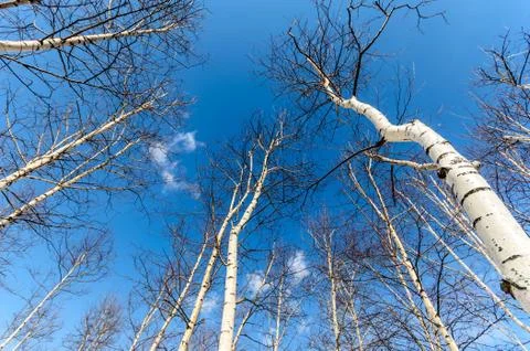 Winter landscape with forest Photos